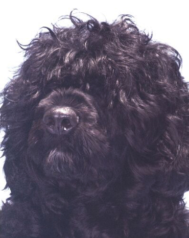 Cosmo (head).jpg
